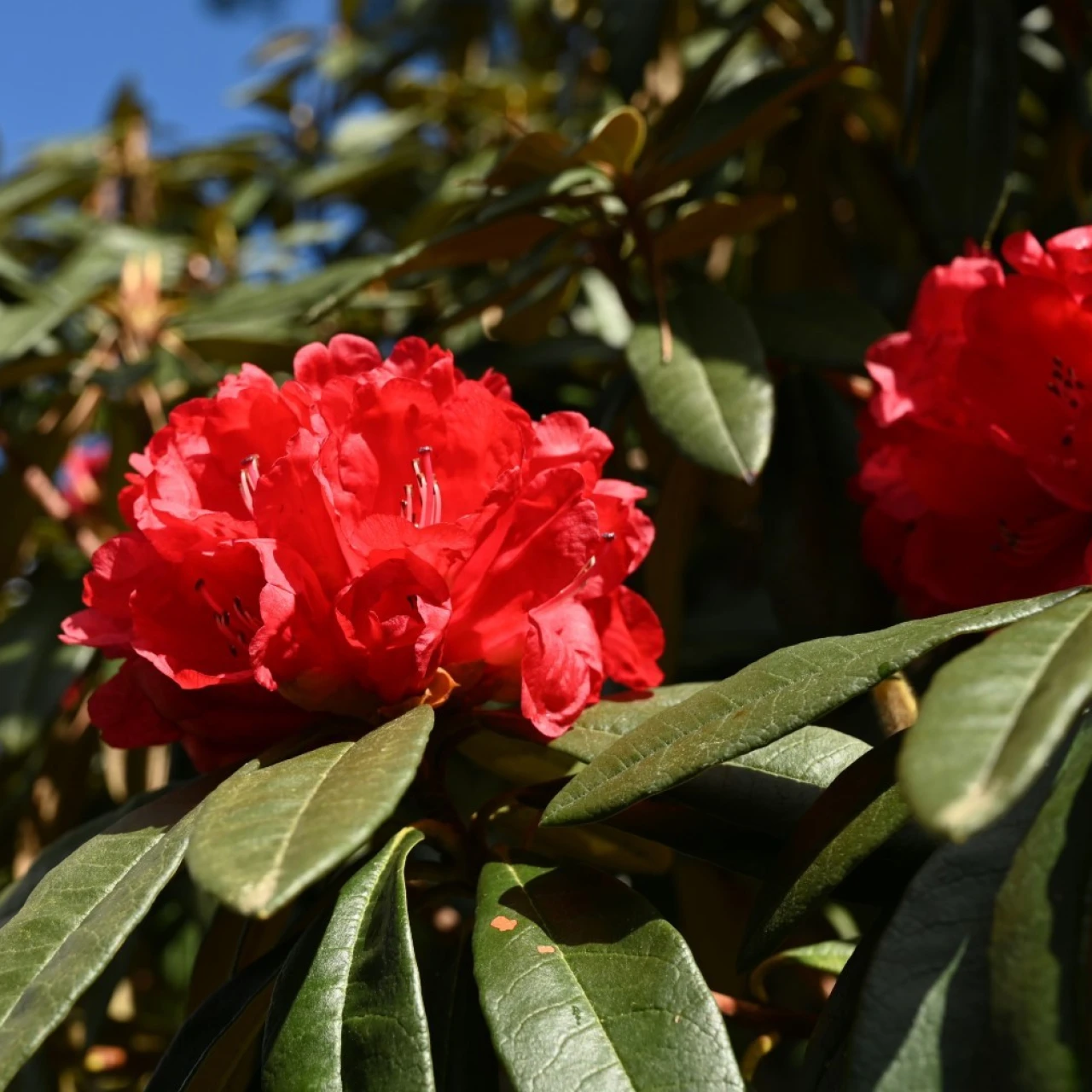 R. arboreum ssp. delavayi
